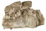 Partial, Unprepared Oreodont (Merycoidodon) Skull - South Dakota #192512-1